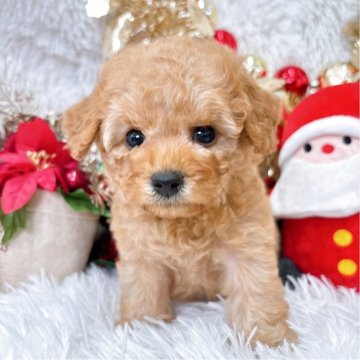 ティーカッププードル【群馬県・女の子・2025年10月7日・アプリコット】の写真「当日急なご見学可能な場合があります(*^^*)」