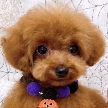 トイプードル(ティーカップ)【群馬県・男の子・2025年6月12日・レッド】の写真「当日急なご見学可能な場合があります(*^^*)」