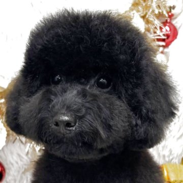 トイプードル(トイ)【群馬県・男の子・2025年7月29日・ブラック】の写真「当日急なご見学可能な場合があります(*^^*)」