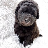 トイプードル(タイニー)