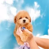 ティーカッププードル