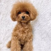 トイプードル(ティーカップ)