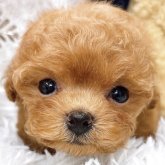 トイプードル(ティーカップ)