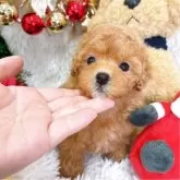 タイニープードル