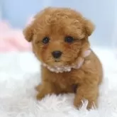 ティーカッププードル