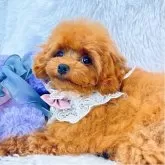 ティーカッププードル