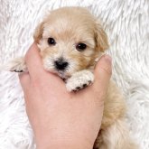 マルプー(マルチーズ×トイプードル)