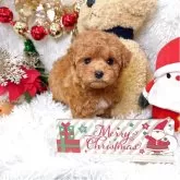 ティーカッププードル