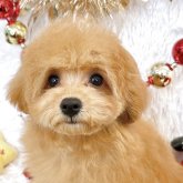 トイプードル(ティーカップ)