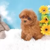 ティーカッププードル