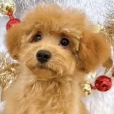 タイニープードル