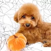 ティーカッププードル