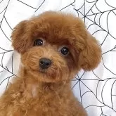 ティーカッププードル