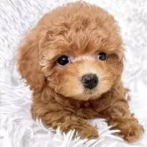 ティーカッププードル