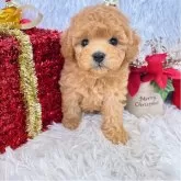 タイニープードル