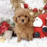 タイニープードル【群馬県・男の子・2025年10月7日・アプリコット】の写真1