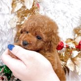 トイプードル(ティーカップ)