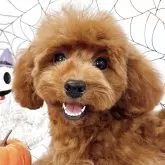 タイニープードル