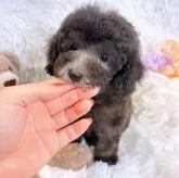 タイニープードル