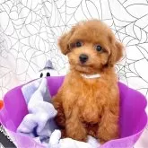 ティーカッププードル