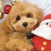 トイプードル(ティーカップ)