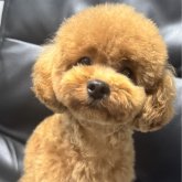 トイプードル(ティーカップ)