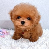 トイプードル(ティーカップ)