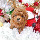 トイプードル(ティーカップ)