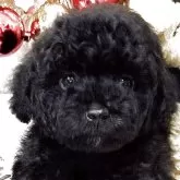 タイニープードル