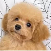 ティーカッププードル