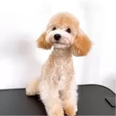 タイニープードル