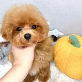 ティーカッププードル