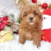 タイニープードル