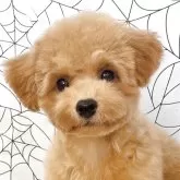 ティーカッププードル