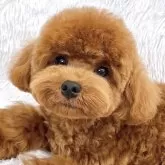 トイプードル(トイ)