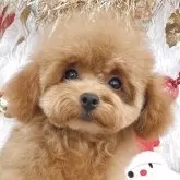 ティーカッププードル