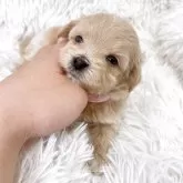 マルプー(マルチーズ×トイプードル)【群馬県・男の子・2025年11月15日・アプリコット】の写真1