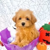 ティーカッププードル