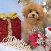 ティーカッププードル