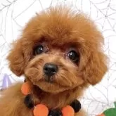 ティーカッププードル