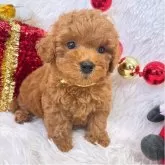 タイニープードル