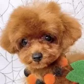 ティーカッププードル