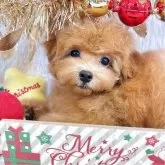 ティーカッププードル