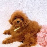 トイプードル(ティーカップ)