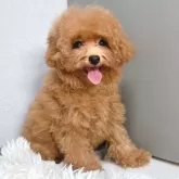 タイニープードル