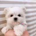 マルチーズ【群馬県・男の子・2024年11月25日・ホワイト】の写真15