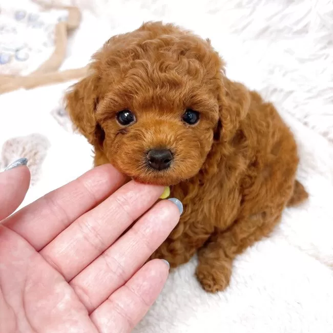 トイプードル73様 トイプードルの子犬紹介 - 250522-1M｜トイプードル ブリーダー