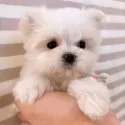 マルチーズ【群馬県・男の子・2024年11月25日・ホワイト】の写真12