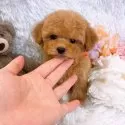 ティーカッププードル【群馬県・女の子・2025年7月14日・アプリコット】の写真12