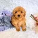 タイニープードル【群馬県・女の子・2025年7月14日・アプリコット】の写真13